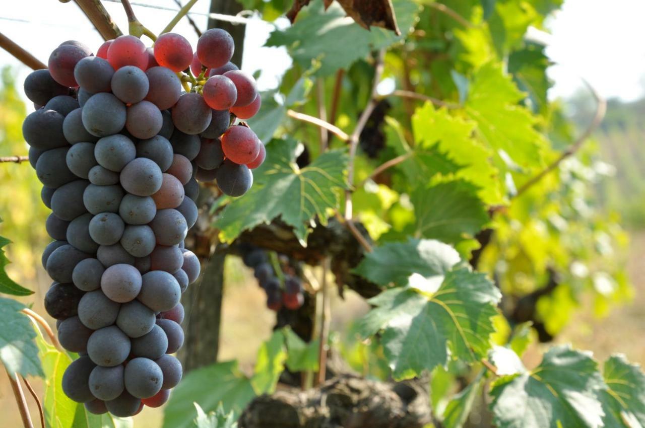 Agriturismo I Ceppi Сан Кашано ин Вал ди Пеза Екстериор снимка